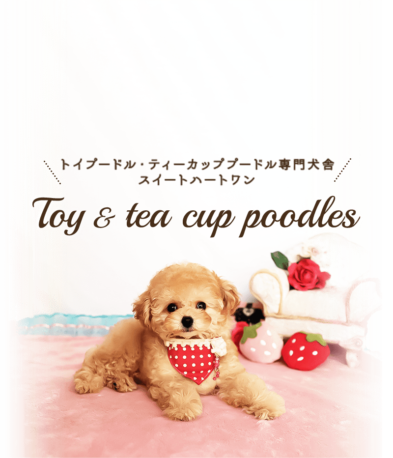 トイプードル・ティーカッププードル専門犬舎スイートハートワン Toy & tea cup poodles